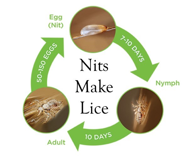 Nits make Lice